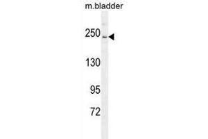 RICTOR Antibody (C-term) (ABIN391385 and ABIN2841393) western blot analysis in mouse bladder tissue lysates (35 μg/lane). (RICTOR 抗体  (C-Term))