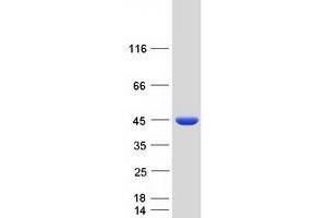 Western Blotting (WB) image for Ribonuclease P/MRP 40kDa Subunit (RPP40) protein (Myc-DYKDDDDK Tag) (ABIN2731155)