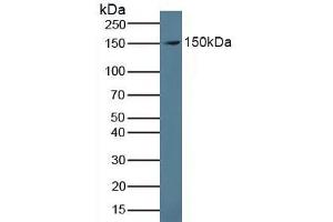 Detection of PRG4 in Human Serum using Polyclonal Antibody to Proteoglycan 4 (PRG4) (Proteoglycan 4 抗体  (AA 1151-1241))