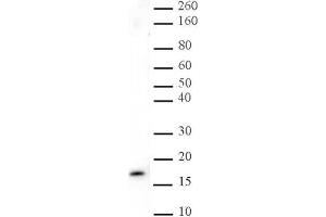 Histone H3 trimethyl Lys27 antibody tested by Western blot. (Histone 3 抗体  (H3K27me3))
