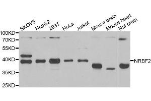 Western blot analysis of extracts of various cell lines, using NRBF2 antibody (ABIN5973861) at 1/1000 dilution. (NRBF2 抗体)