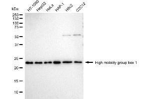 Western blotting analysis using High mobility group box 1 antibody (ABIN7798910).