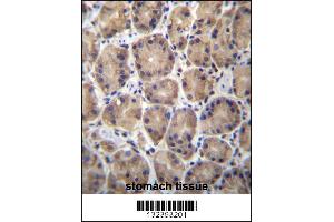 RPL27 Antibody immunohistochemistry analysis in formalin fixed and paraffin embedded human stomach tissue followed by peroxidase conjugation of the secondary antibody and DAB staining. (RPL27 抗体  (C-Term))