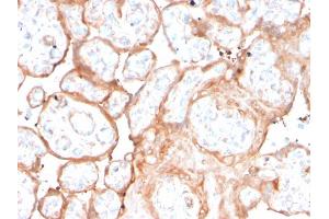 Immunohistochemistry (IHC) image for anti-Aurora Kinase B (AURKB) (AA 89-251) antibody (ABIN6941048)
