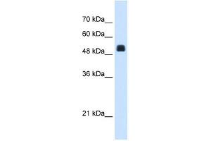 NAGS antibody used at 1. (NAGS 抗体  (C-Term))