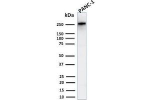 Western Blot Analysis of Human PANC-1 cell lysate using Spectrin beta III Rabbit Recombinant Monoclonal (SPTBN2/2894R). (Recombinant Spectrin, Beta, Non-erythrocytic 2 (SPTBN2) (AA 356-475) 抗体)
