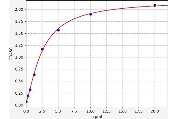 IBSP ELISA 试剂盒