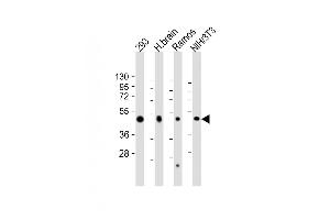 Western Blot at 1:2000 dilution Lane 1: 293 whole cell lysate Lane 2: human brain lysate Lane 3: Ramos whole cell lysate Lane 4: NIH/3T3 whole cell lysate Lysates/proteins at 20 ug per lane. (Flotillin 2 抗体  (AA 322-356))