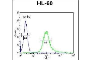 B3GNT4 Antibody (Center) (ABIN654653 and ABIN2844349) flow cytometric analysis of HL-60 cells (right histogram) compared to a negative control cell (left histogram). (B3GNT4 抗体  (AA 233-260))