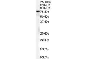 ABIN185659 (2µg/ml) staining of A431 cell lysate (35µg protein in RIPA buffer). (Hsc70 抗体  (Internal Region))