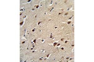 Immunohistochemistry (IHC) image for anti-Ornithine Aminotransferase (OAT) antibody (ABIN3003953) (OAT 抗体)