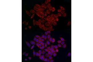 Immunofluorescence analysis of HeLa cells using MCU Rabbit pAb (ABIN7268549) at dilution of 1:200 (40x lens). (MCU 抗体  (AA 1-351))