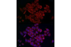 Immunofluorescence analysis of HeLa cells using MCU Rabbit pAb (ABIN7268549) at dilution of 1:200 (40x lens). (MCU 抗体  (AA 1-351))