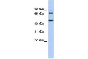 Western Blotting (WB) image for anti-Zinc Finger and BTB Domain Containing 26 (ZBTB26) antibody (ABIN2458402) (ZBTB26 抗体)