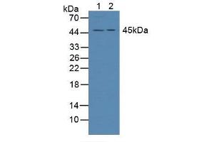 Figure. (ADRM1 抗体  (AA 2-407))