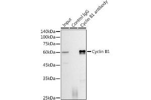 Immunoprecipitation (IP) image for anti-Cyclin B1 (CCNB1) antibody (ABIN7266553)