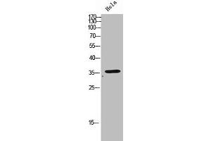 Western Blot analysis of HeLa cells using Olfactory receptor 2D3 Polyclonal Antibody (OR2D3 抗体  (C-Term))