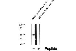Western blot analysis of extracts of SNB19 cells treated with TPA, using phospho-Cx43(Ser262) Antibody.