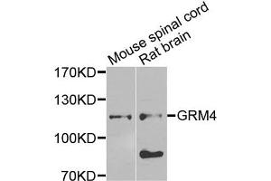 Western blot analysis of extracts of mouse spinal cord and rat brain cells, using GRM4 antibody. (Metabotropic Glutamate Receptor 4 抗体)