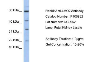 WB Suggested Anti-LMO2  Antibody Titration: 0. (LMO2 抗体  (N-Term))