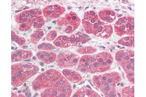 Anti-PEN2 antibody IHC of human adrenal. (PEN2 抗体  (N-Term))