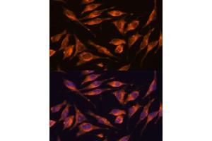 Immunofluorescence analysis of L929 cells using NXN antibody (ABIN7269054) at dilution of 1:100. (NXN 抗体  (AA 100-280))