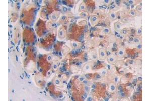 IHC-P analysis of Mouse Stomach Tissue, with DAB staining. (Aconitase 1 抗体  (AA 527-719))