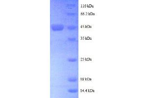 SDS-PAGE (SDS) image for ADP-Ribosylation Factor-Like 2 (ARL2) (AA 19-184), (partial) protein (GST tag) (ABIN7479190)