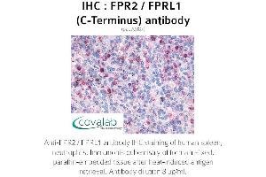 Image no. 2 for anti-Formyl Peptide Receptor 2 (FPR2) (C-Term) antibody (ABIN1734457) (FPR2 抗体  (C-Term))