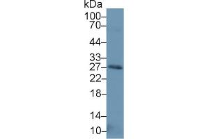 Western Blot; Sample: Human Placenta lysate; Primary Ab: 1µg/ml Rabbit Anti-Human NT3 Antibody Second Ab: 0.