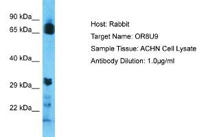 Host: Rabbit Target Name: OR8U9 Sample Type: ACHN Whole Cell lysates Antibody Dilution: 1. (OR8U9 抗体  (C-Term))