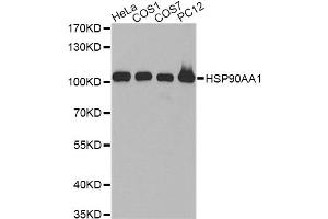 Western blot analysis of extracts of various cell lines, using HSP90AA1 antibody. (HSP90AA1 抗体)