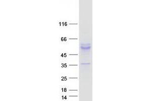 Validation with Western Blot (KCNK4 Protein (Myc-DYKDDDDK Tag))