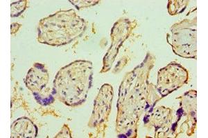 Immunohistochemistry of paraffin-embedded human placenta tissue using ABIN7156743 at dilution of 1:100 (IL1R1 抗体  (AA 18-320))