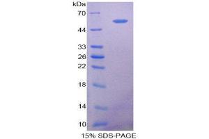 SDS-PAGE (SDS) image for 5'-Nucleotidase, Ecto (CD73) (NT5E) protein (ABIN1078683) (CD73 蛋白)