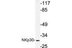 Western blot (WB) analysis of NKp30 antibody in extracts from A549 cells. (NCR3 抗体)