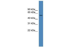 WB Suggested Anti-FAM71A Antibody Titration: 0. (FAM71A 抗体  (C-Term))