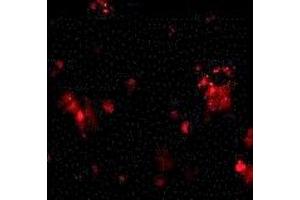 Immunofluorescence (IF) image for anti-Tumor Necrosis Factor Receptor Superfamily, Member 10c (TNFRSF10C) (2nd Extracellular Domain) antibody (ABIN1030838)