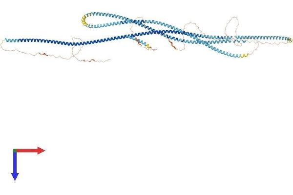 SYCP1 Protein (AA 1-993) (His tag)