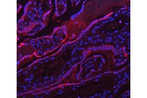 IF analysis of ATP5F1A using anti-ATP5F1A antibody (ABIN7599823). (ATP5F1A (AA 12-520) 抗体)