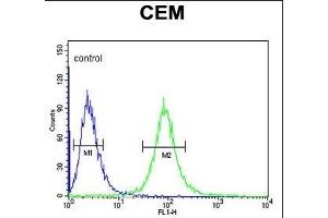CD46 Antibody (C-term) (ABIN650982 and ABIN2840022) flow cytometric analysis of CEM cells (right histogram) compared to a negative control cell (left histogram). (CD46 抗体  (C-Term))