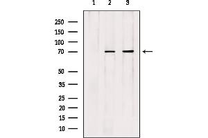 Western blot analysis of extracts from various samples, using Cdc16 Antibody. (CDC16 抗体  (Internal Region))