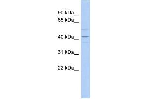 WB Suggested Anti-WNT2 Antibody Titration:  0. (WNT2 抗体  (Middle Region))