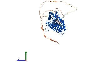 AlphaFold protein structure predicition of Human Recombinant RARB Protein, UniprotID P10826 (Retinoic Acid Receptor beta Protein (AA 1-455) (His tag))