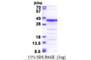 SDS-PAGE (SDS) image for TAF15 RNA Polymerase II, TATA Box Binding Protein (TBP)-Associated Factor, 68kDa (TAF15) (AA 148-406) protein (His tag) (ABIN5853424)