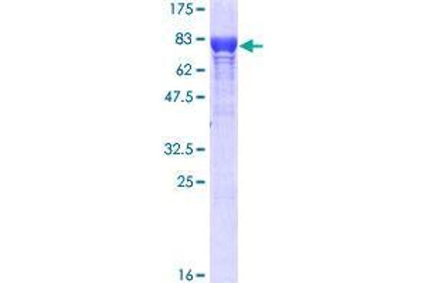 STIP1 Protein (AA 1-543) (GST tag)