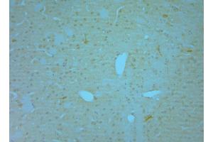 IHC on paraffin sections of mouse olfactory bulb tissue using Goat antibody to NOS1: .