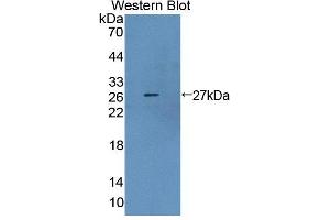 Figure. (Ancient Ubiquitous Protein 1 抗体  (AA 201-410))