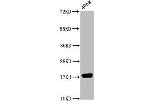 Western Blot Positive WB detected in Recombinant protein All lanes: ORF7 antibody at 2. (ORF7 (AA 1-123) 抗体)