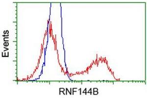 Image no. 1 for anti-Ring Finger Protein 144B (RNF144B) (AA 1-256) antibody (ABIN1490644) (RNF144B 抗体  (AA 1-256))